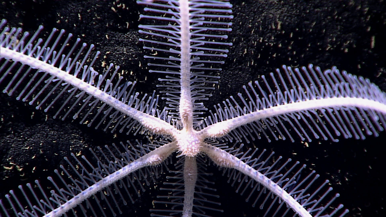 Starfish - family Freyellidae, Freyastera sp