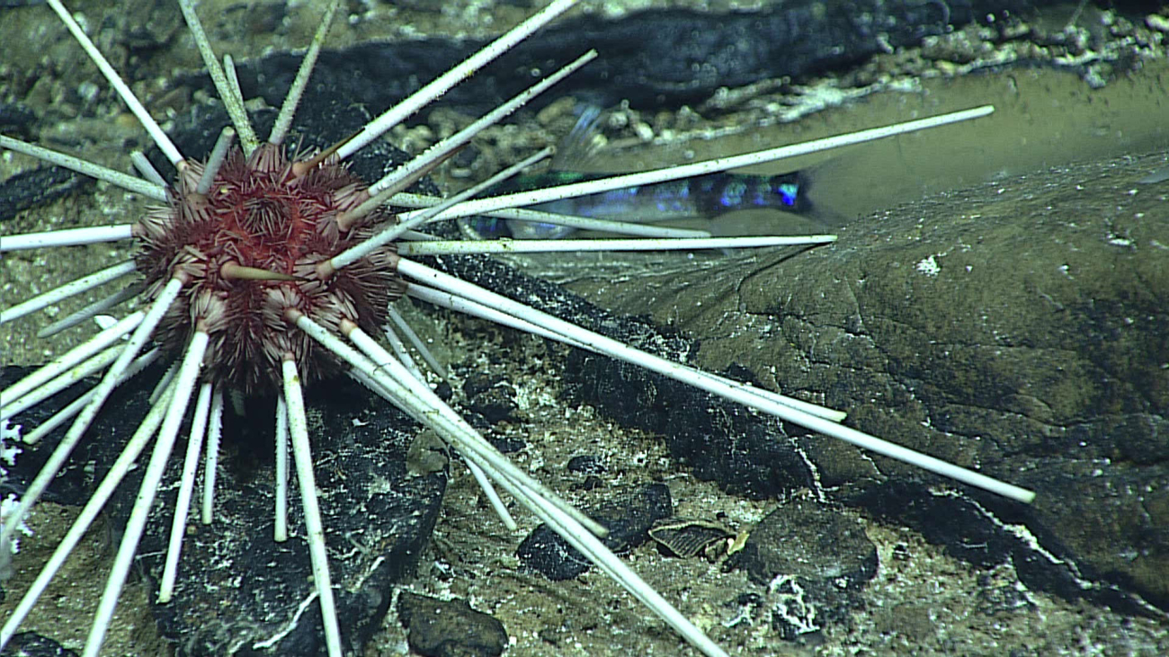 Cidarid urchin - Histocidaris variabilis