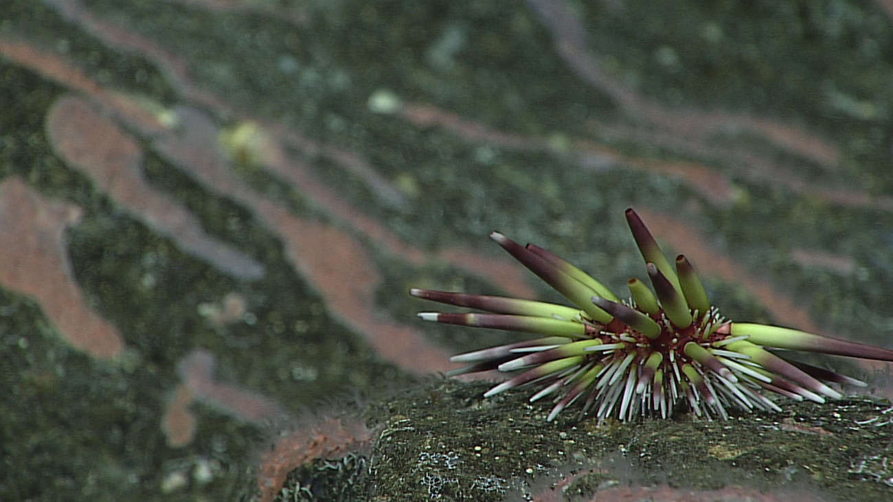 An urchin - Caenopedina pulchella - and stoloniferous corals encrusting the rock surface