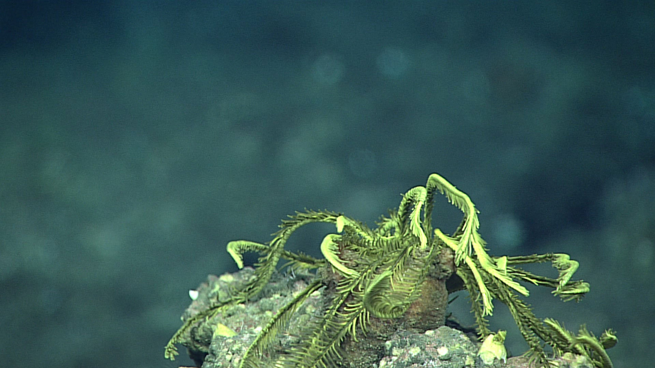 Sickly looking feather star crinoid