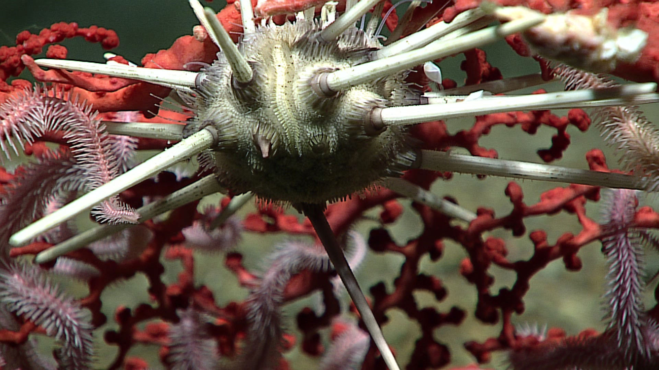 Closeup of cidaroid urchin - possibly Stereocardis sp