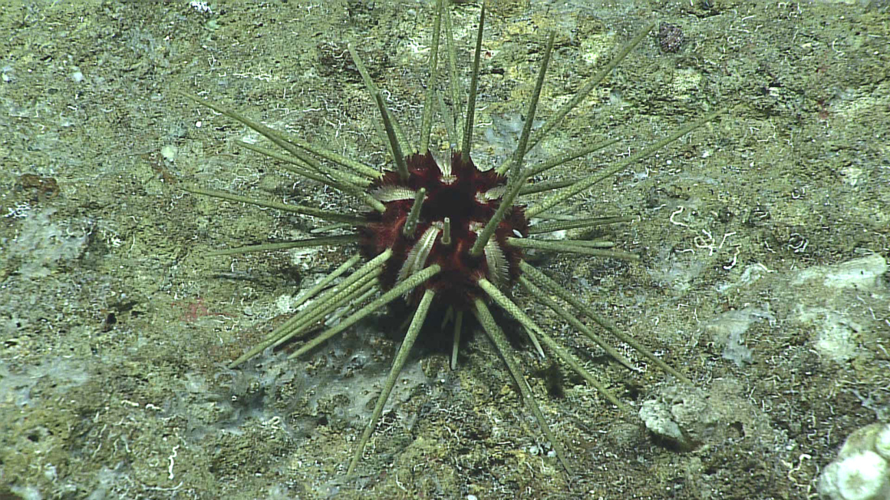 A red cidaroid urchin