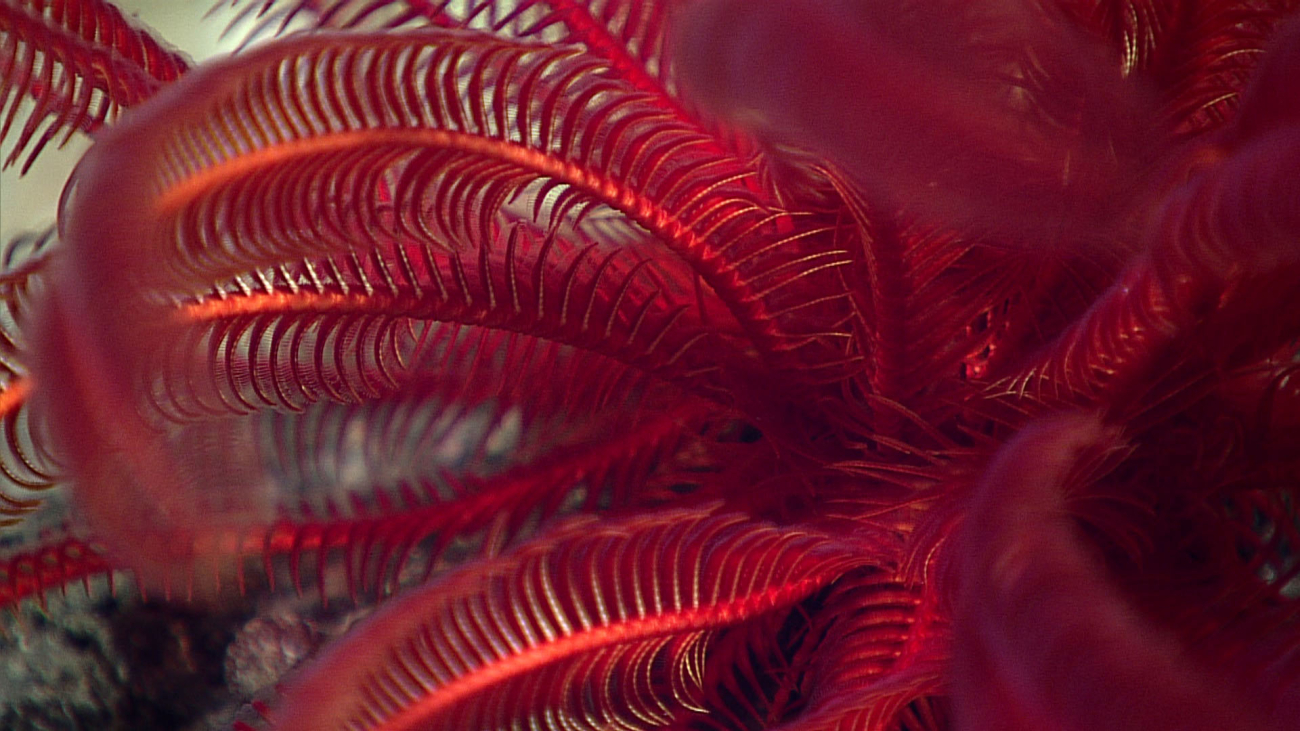 A comatulid red crinoid - probably a shallow water species at its depth limit 