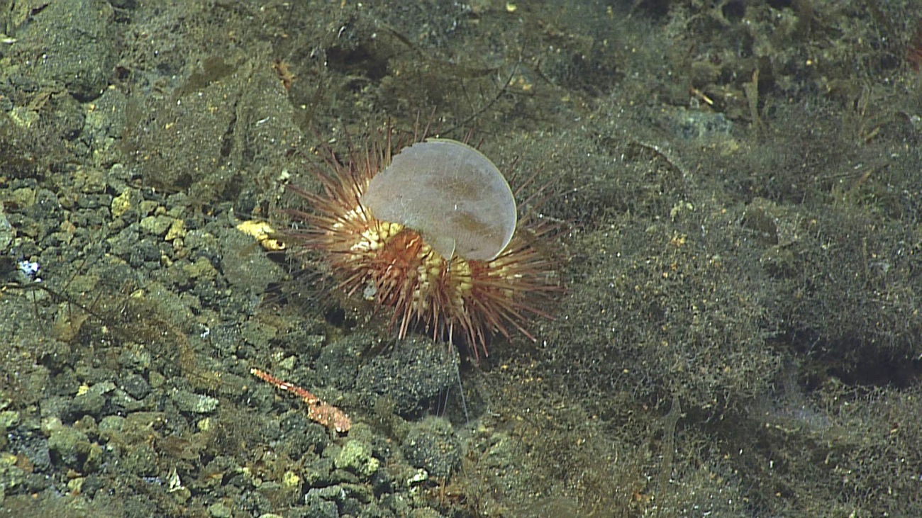 An urchins seemingly holding a disc with its pedicellariae