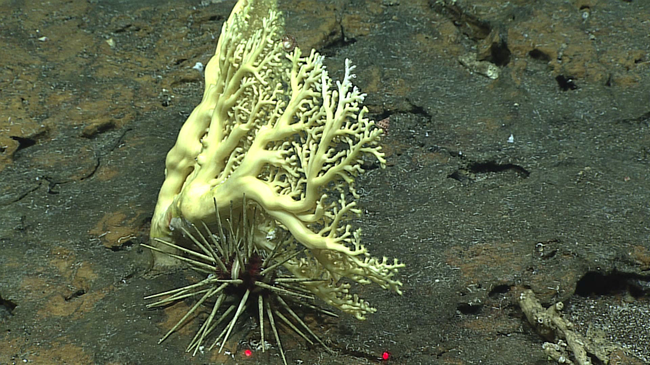 Scleractinian coral - Enalopsammia sp