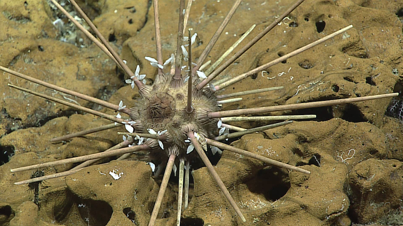 A brown cidaroid urchin with attached barnacles and a gastropod