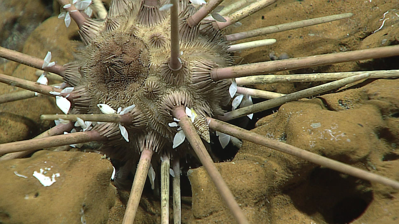 A brown cidaroid urchin with attached barnacles and a gastropod