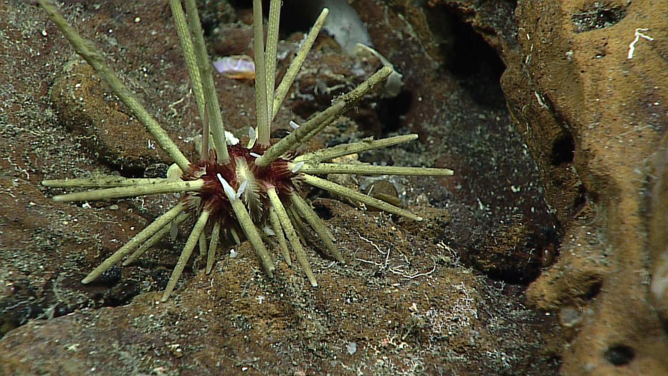 A cidaroid urchin with a red and white body, possibly Stylocidaris sp