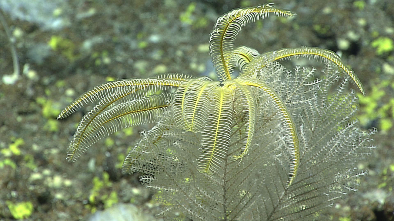 A feather star crinoid - family Thalassometridae - atop a primnoid coral,Plumarella sp