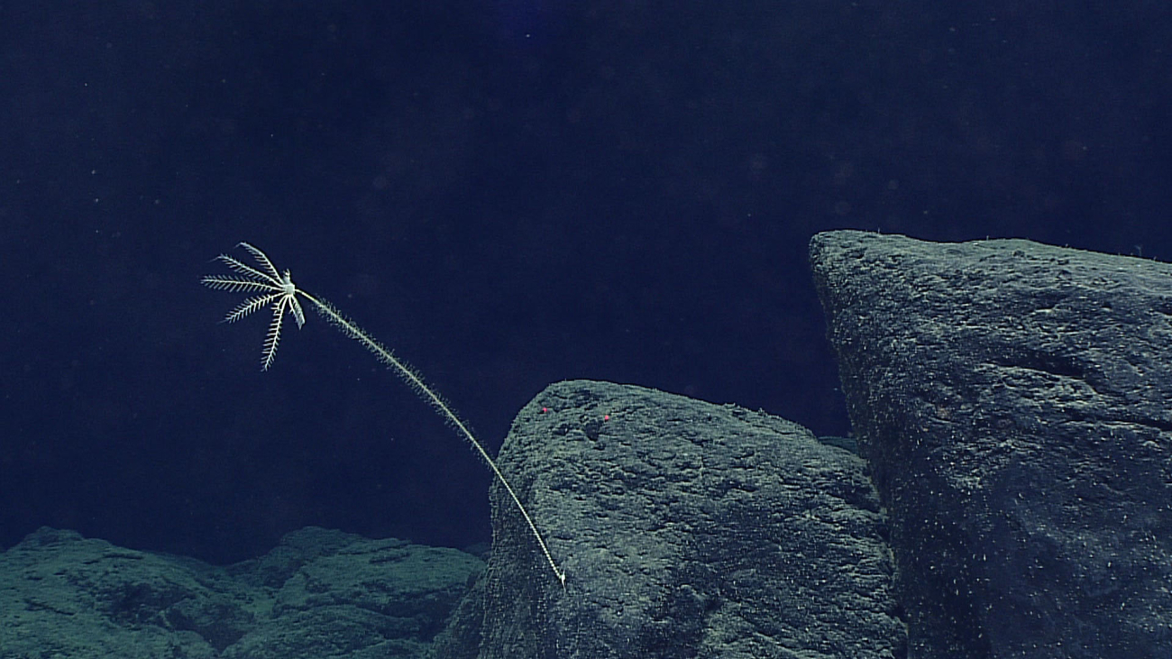 Stalked sea lily crinoid - family Bathycrinidae