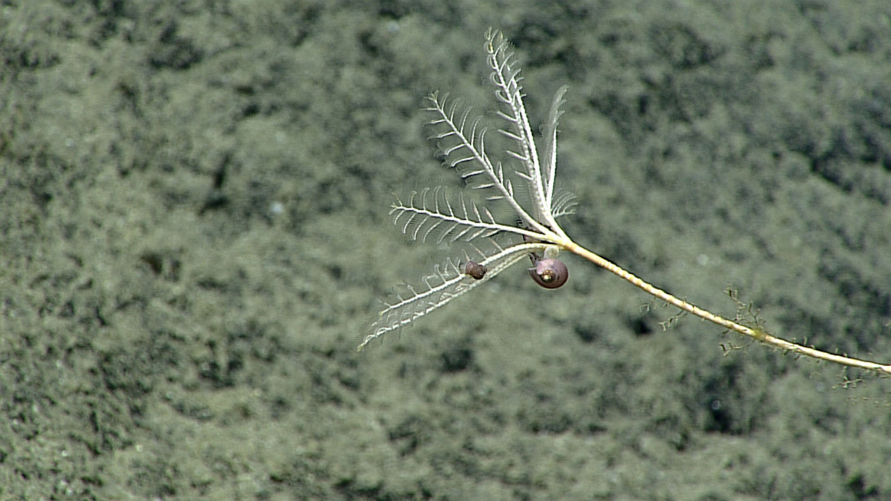 Calyx and arms of sea lily crinoid and two small gastropods