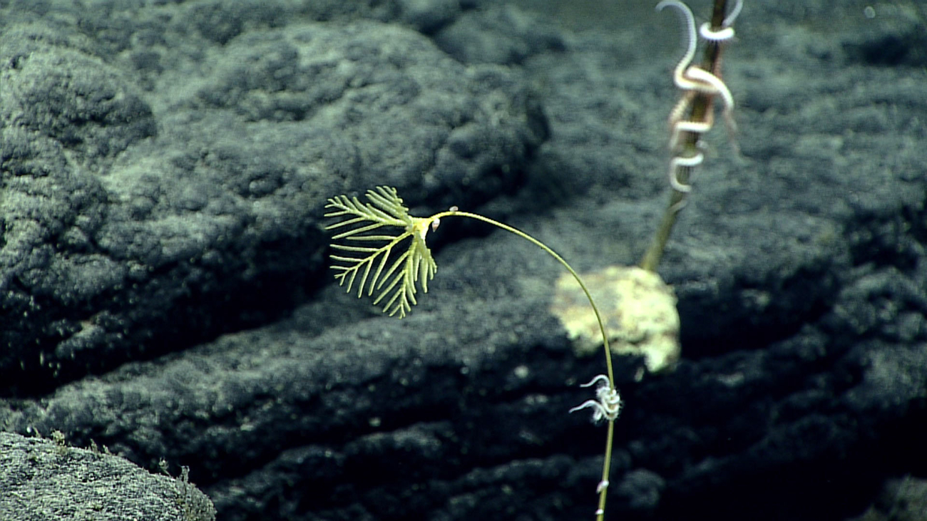 Stalked sea lily crinoid - family Hyocrinidae
