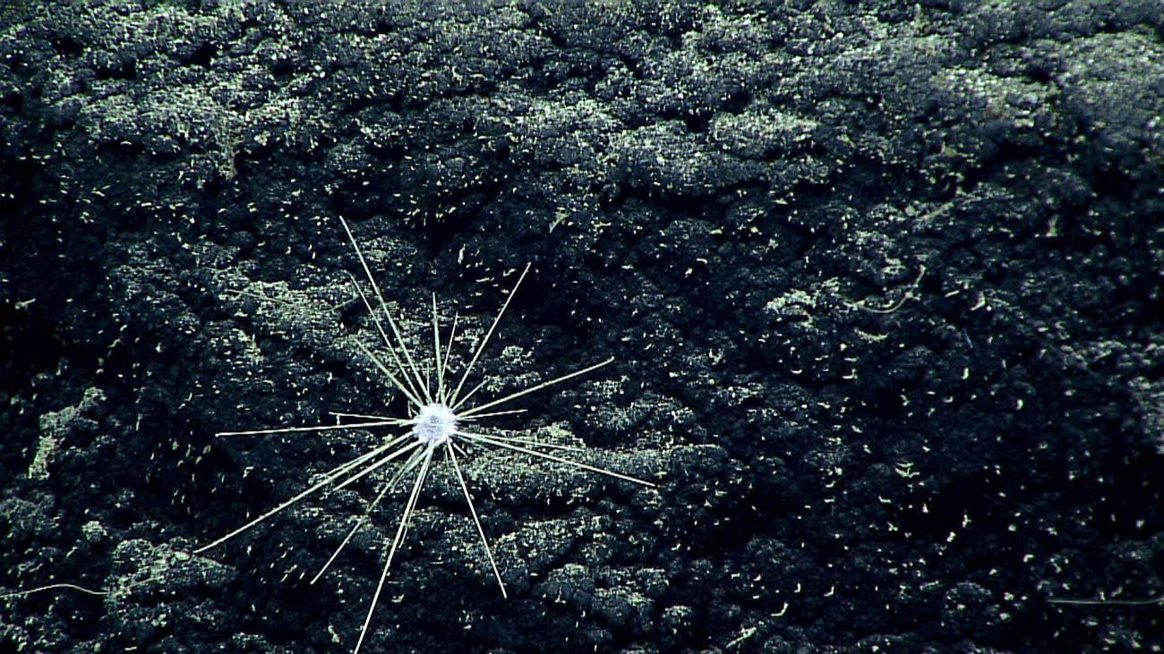 Cidaroid urchin with extremely long spines on botryoidal manganese crustsubstrate