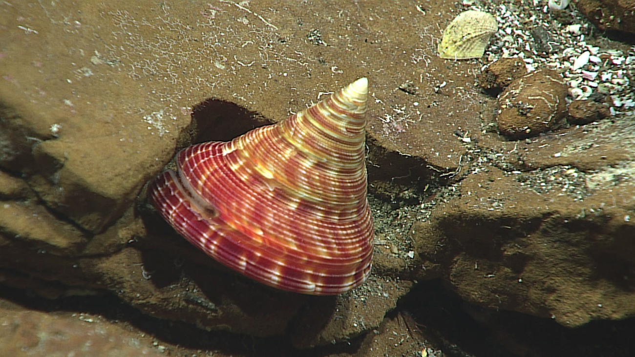 A beautiful slit shell - family Pleurotomariidae