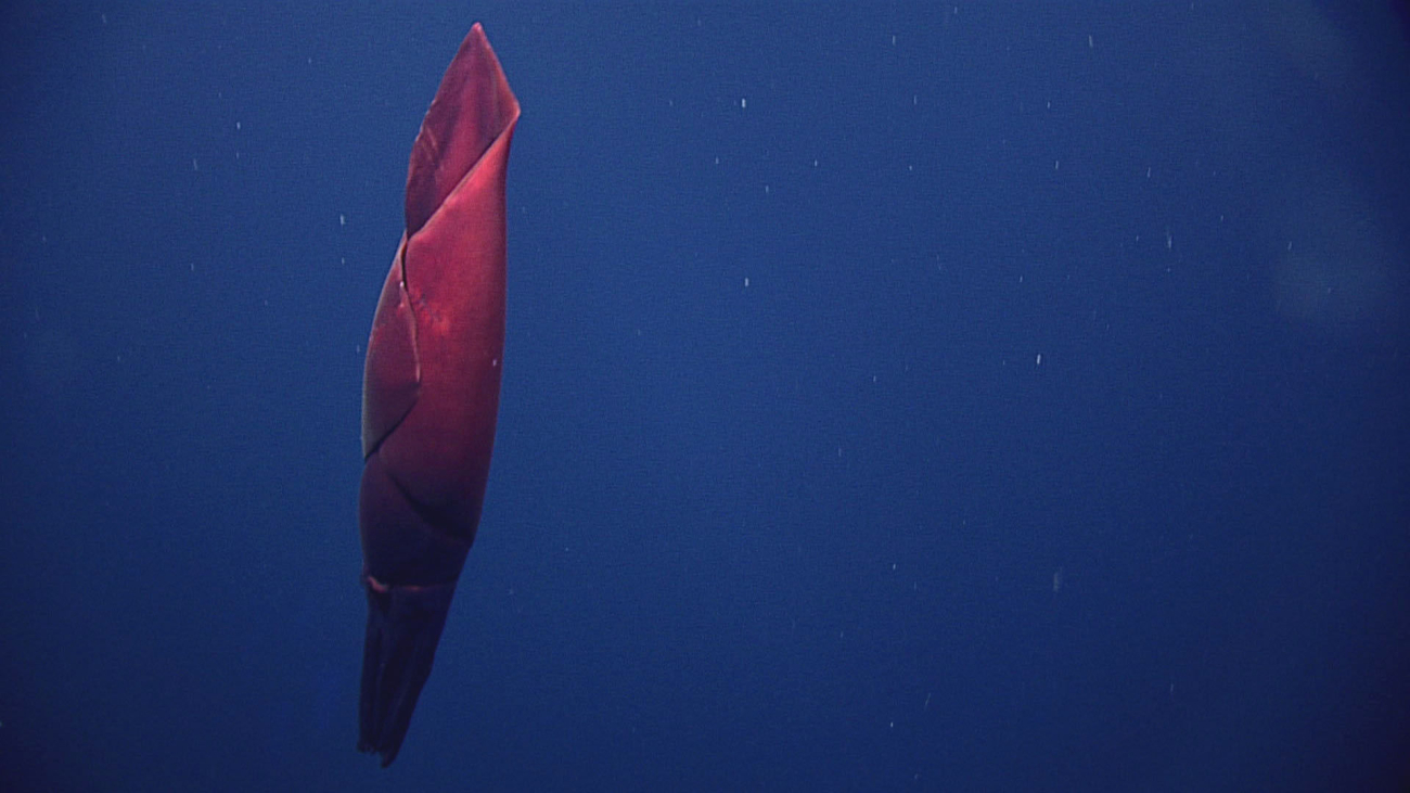 Squid seen during descent from surface at depth of 876 meters