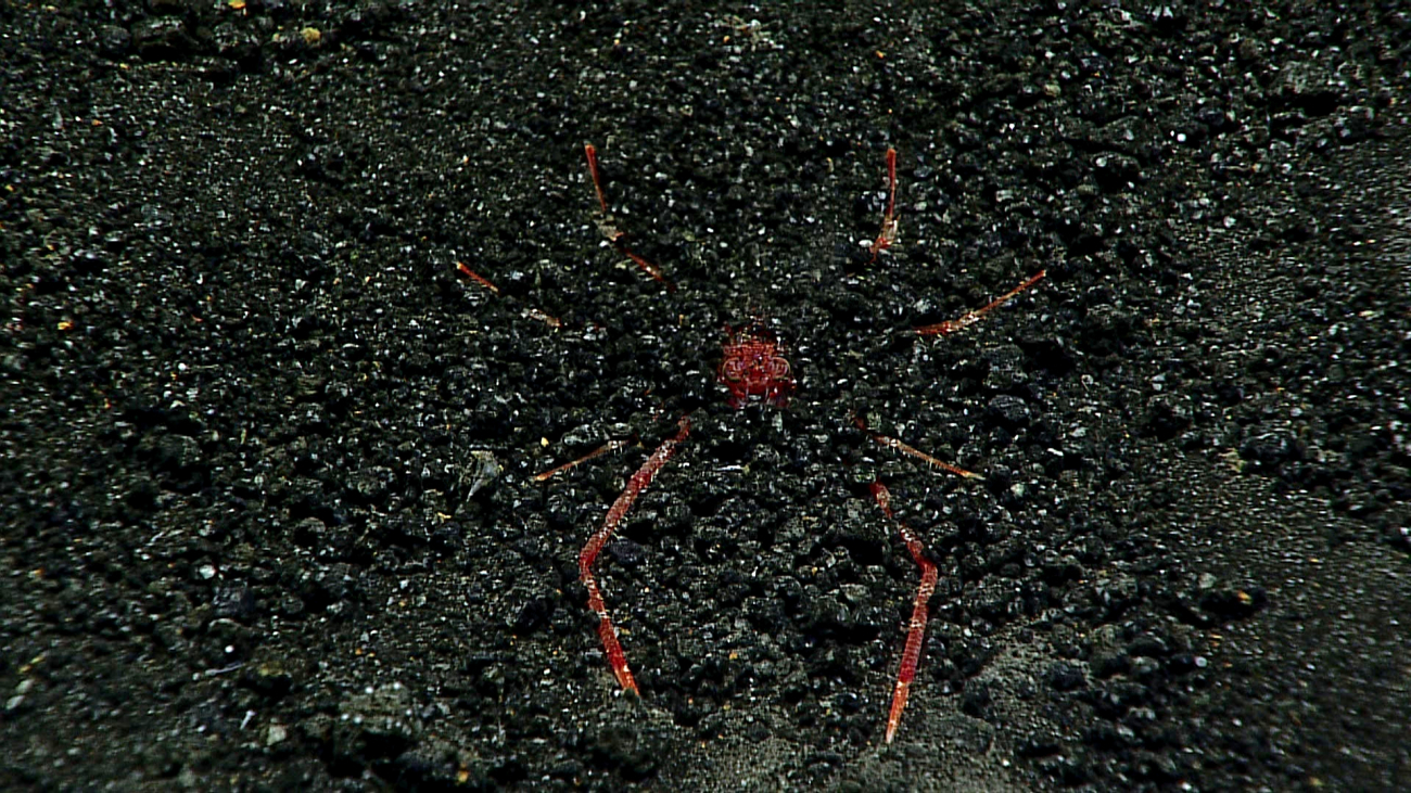 Paramunida squat lobster burying itself in the sediment