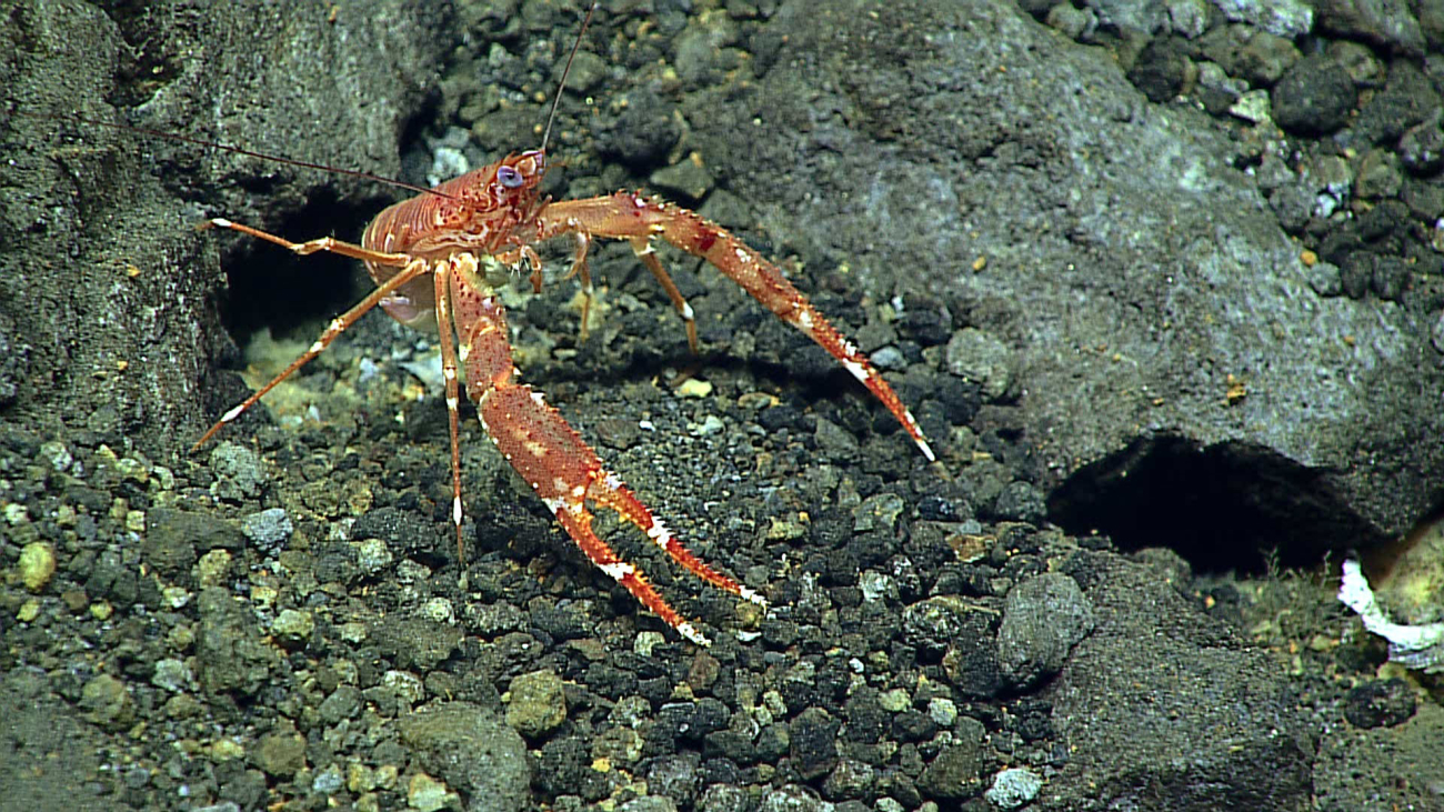 A squat lobster - Munida sp