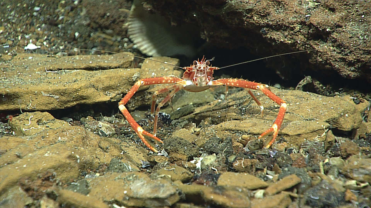 Squat lobster - family Munididae