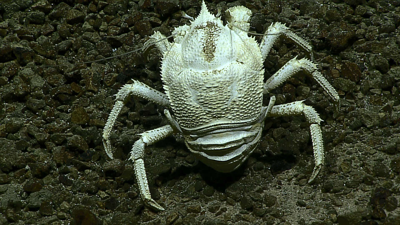 A white squat lobster - Munidopsis sp