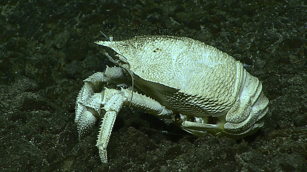White squat lobster - family Munidopsidae, Munidopsis cf kensmithi