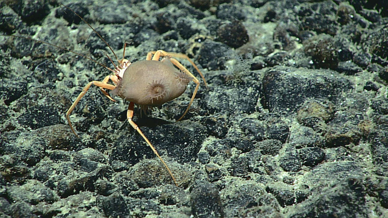 Decorator hermit crab - family Paguridae