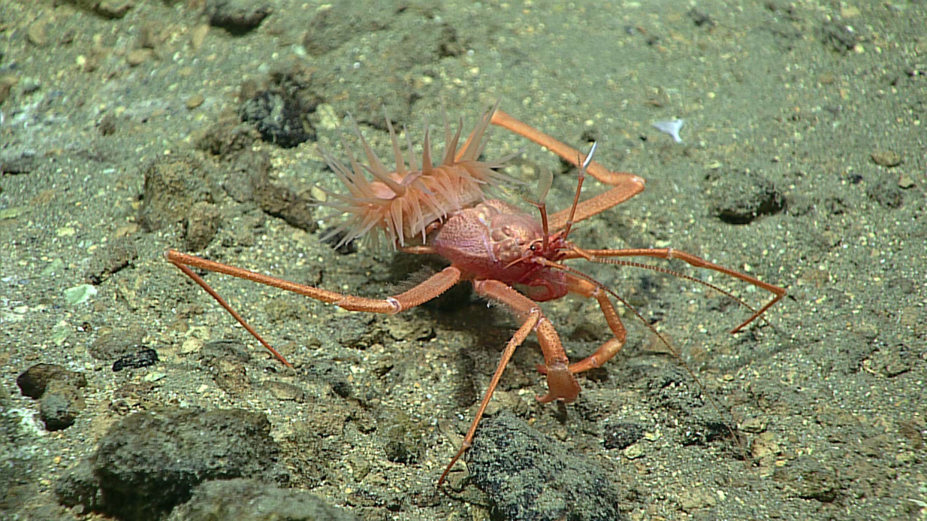 A pagurid crab with attached anemone - family Parapaguridae, cf Strobopagurusgracilipes