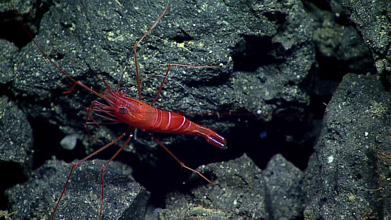 A beautiful red shrimp with white bands on its body and white stripeson its tail