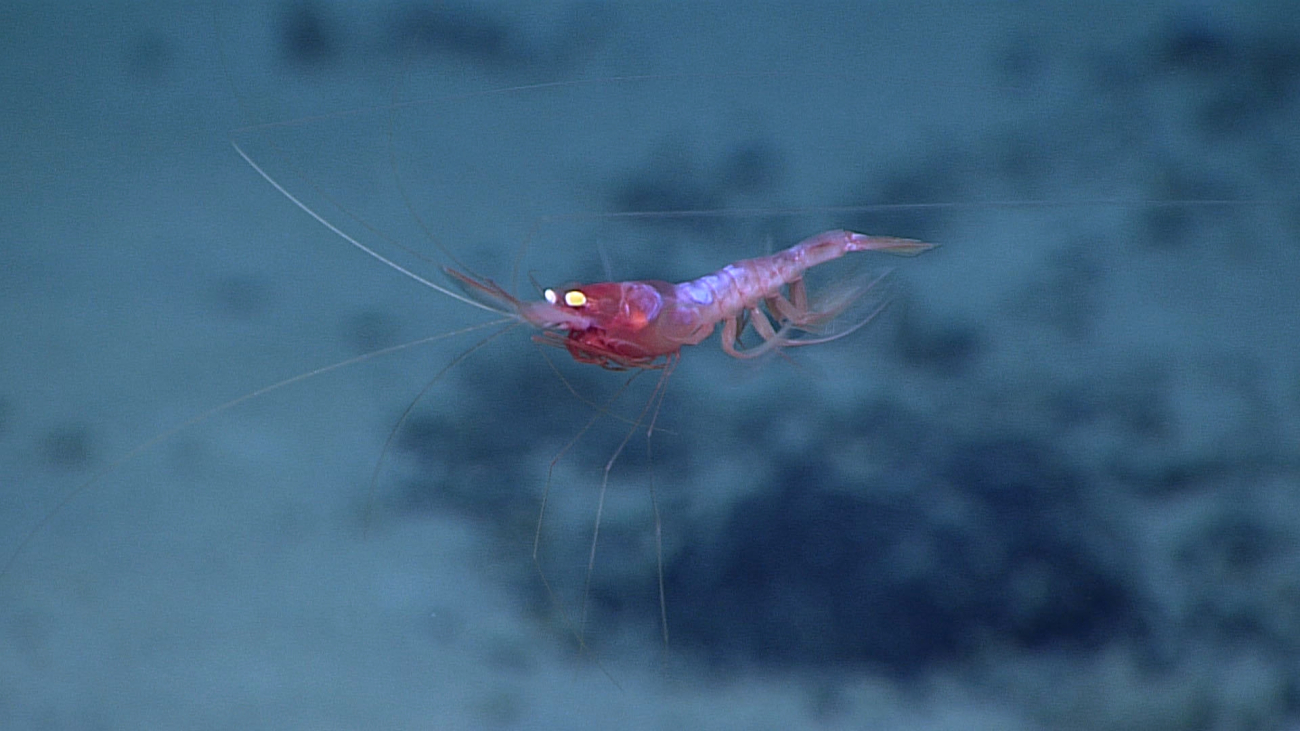 A swimming shrimp