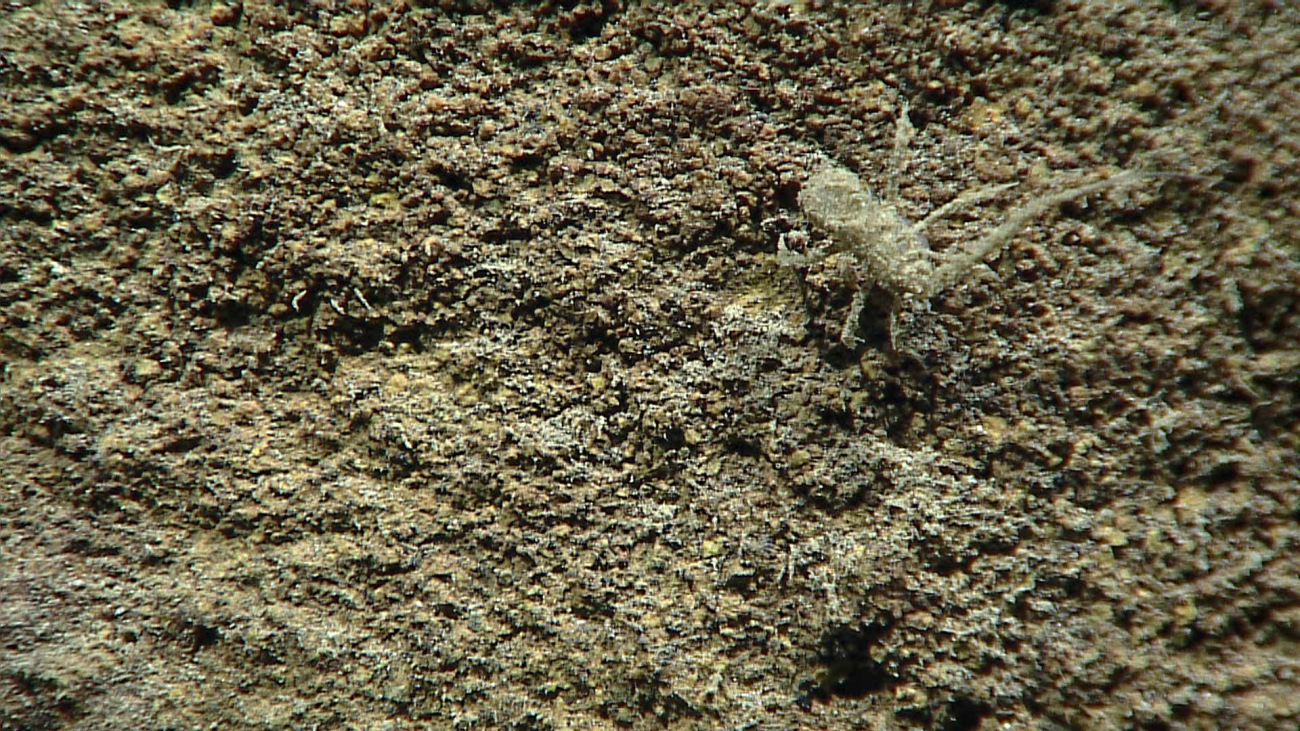 A peculiar isopod - Family Haplomunnidae, Thylakogaster peterpauli??