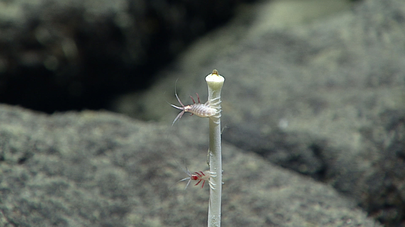 Amphipods on a stick
