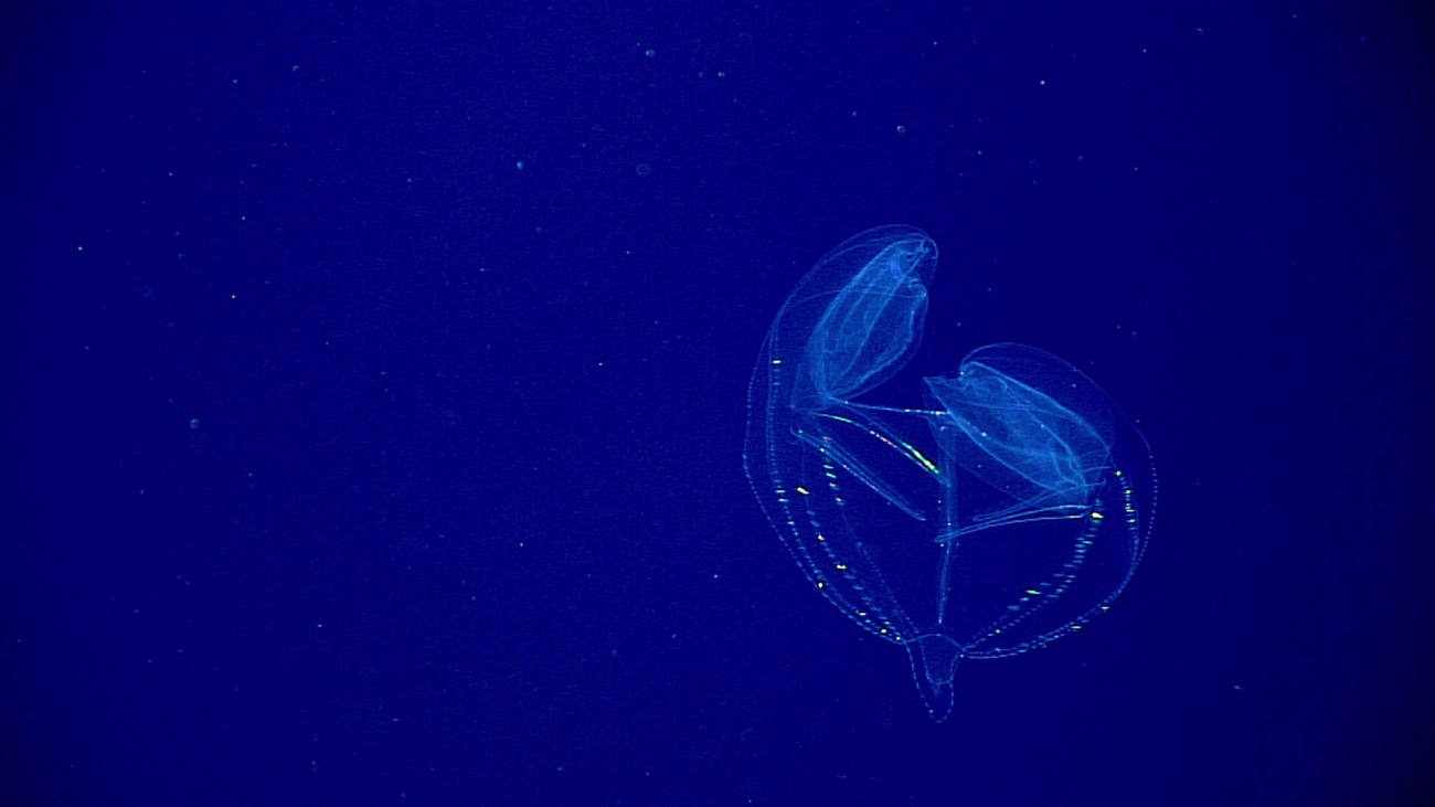 A spectacular ctenophore showing bilateral symmetry similar to benthicctenophores