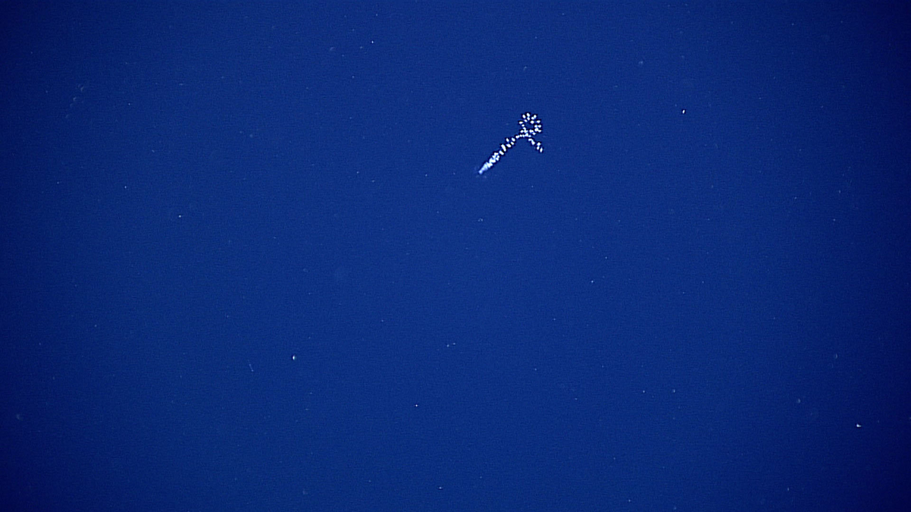 Salp chain or siphonophore seen in the distance