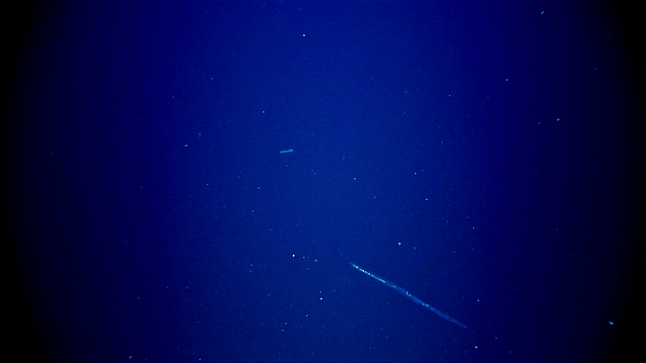 Venus girdle ctenophore seen during descent at about 300 meters