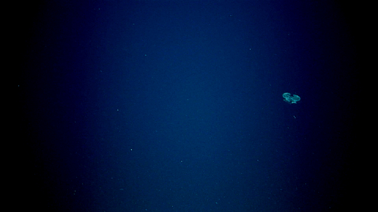 Life form seen at about 1100 meters depth