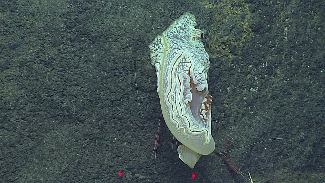 An unusual benthic platyctenid ctenophore encountered at Ahyi Seamount