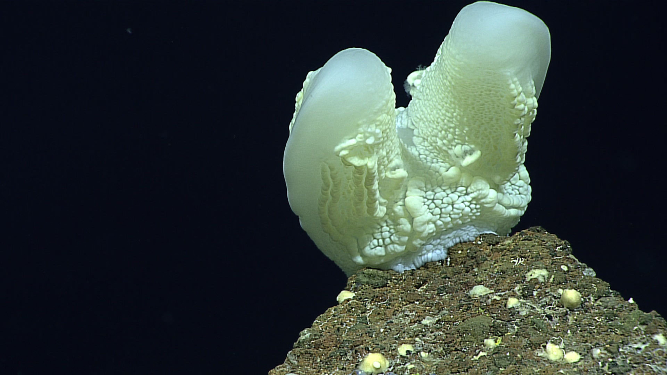 An unusual benthic platyctenid ctenophore encountered at Ahyi Seamount