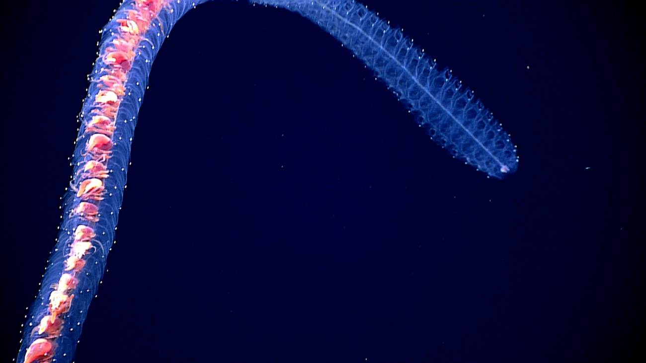 A magnificent red and blue siphonophore