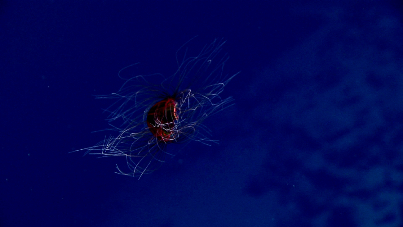 A disorderly jellyfish?
