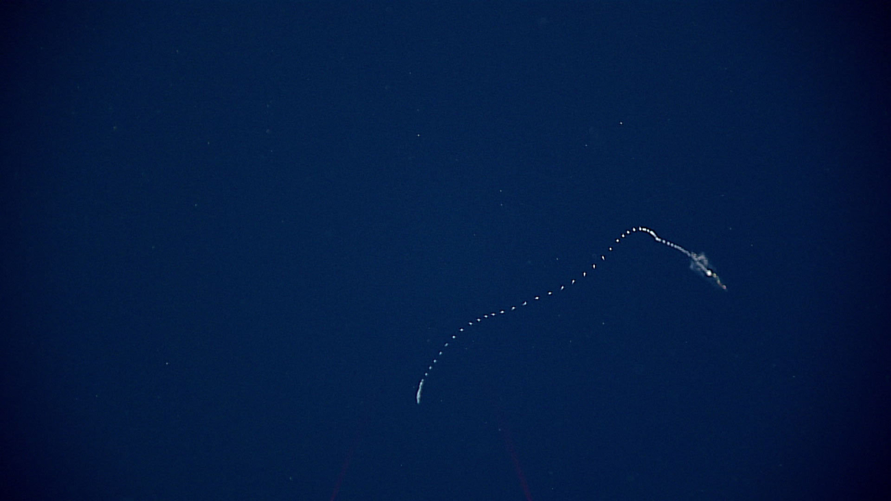 A siphonophore at 1200 meters