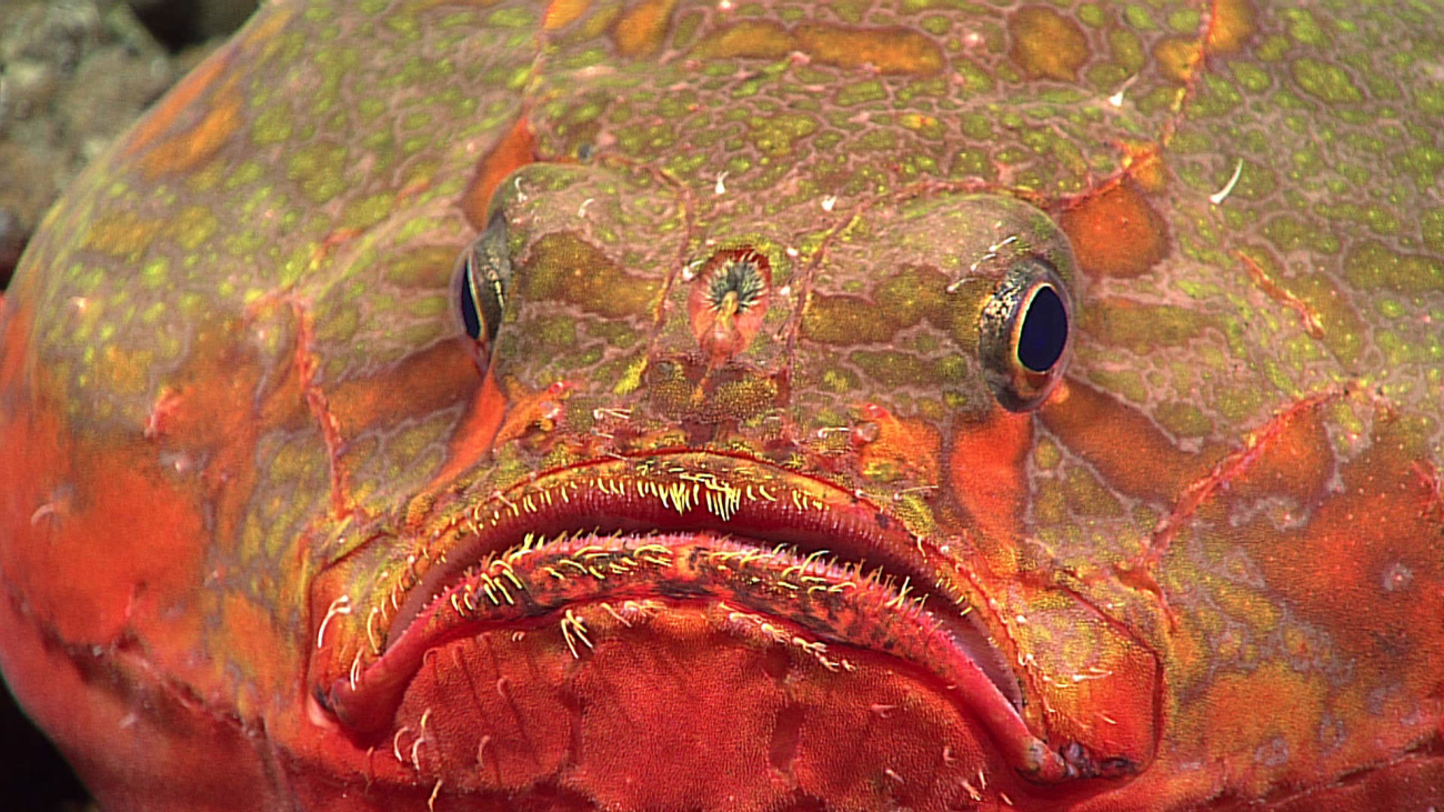 Toadfish - Chaunacidae, Chaunax sp
