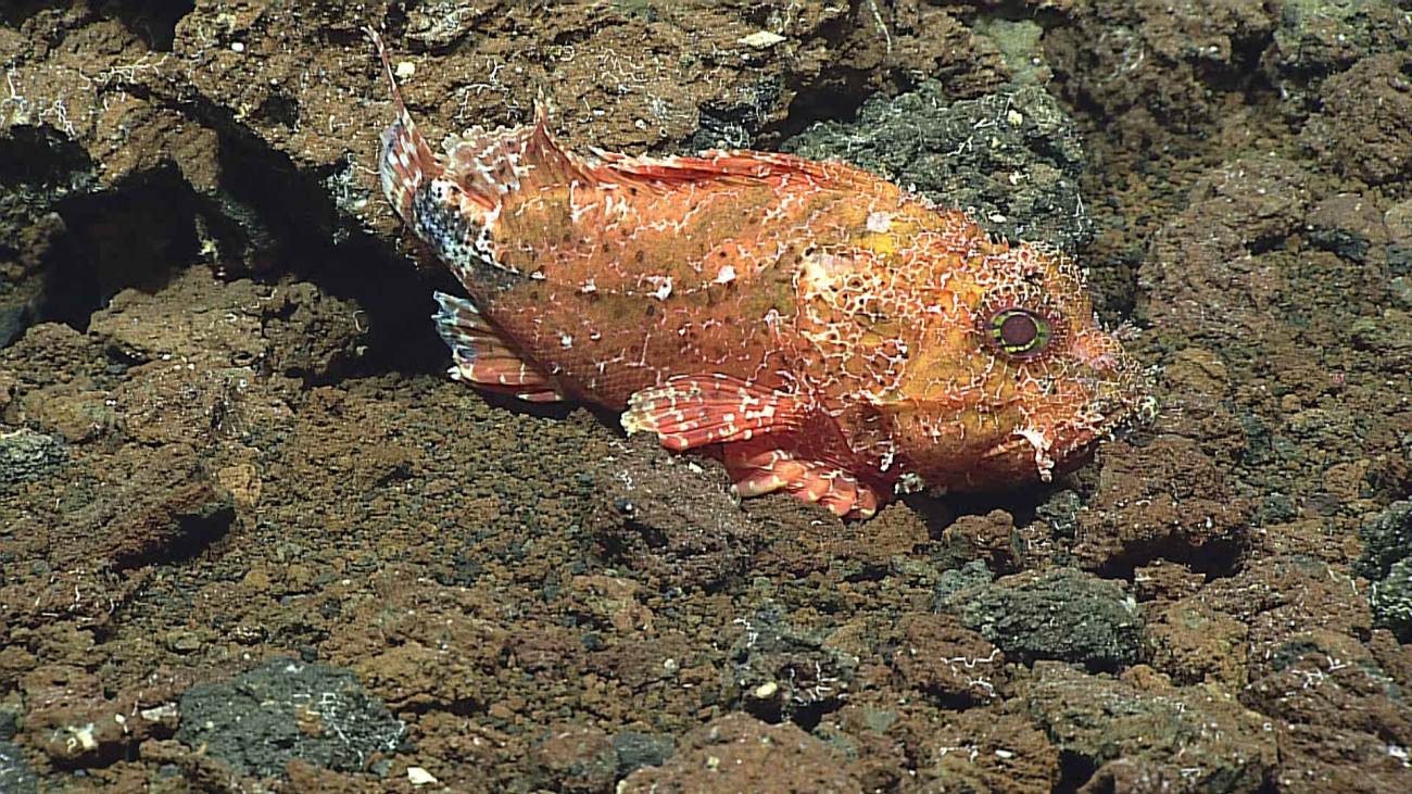 A rare type of scorpionfish