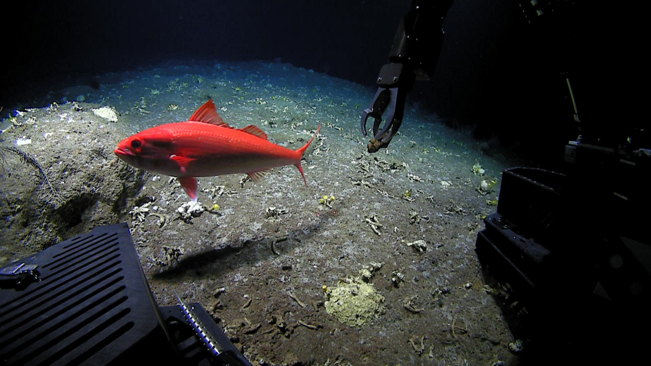 Deep Discoverer samples a rock while a pale snapper - Etolis radiosus -inspects the ROV