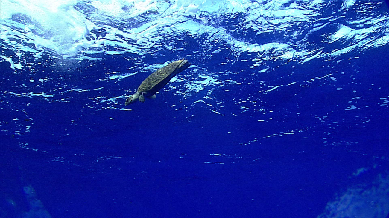 Sea turtle observed at beginning of descent