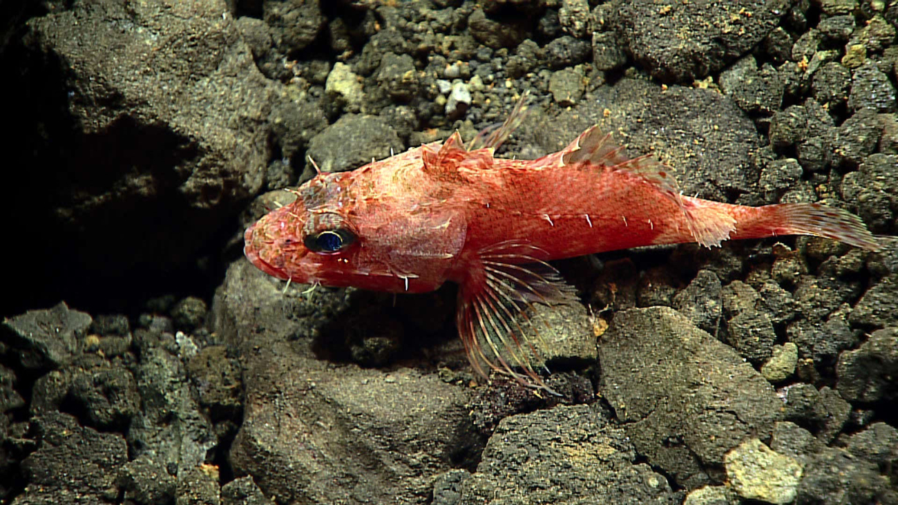 A scorpionfish - family Scorpaenidae