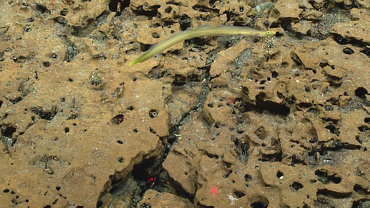 Yellow eel - order Anguilliformes