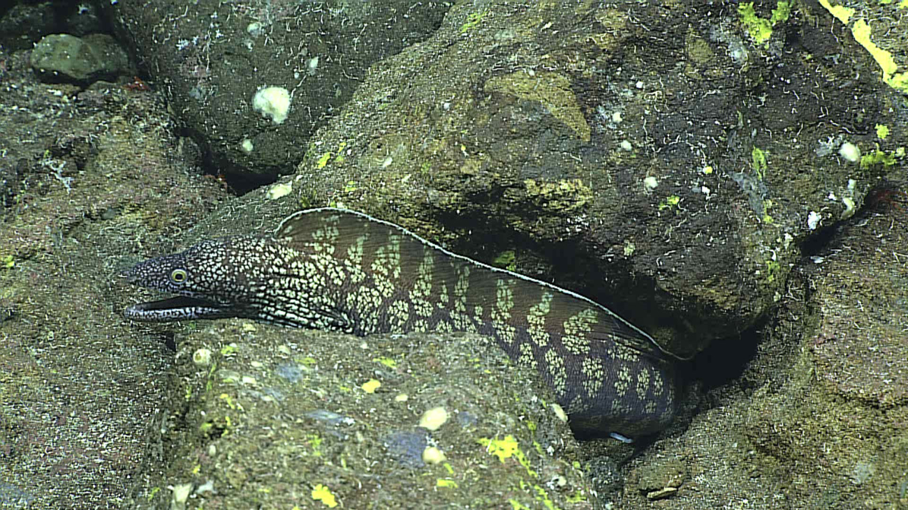 Moray eel - Gymnothorax kidako