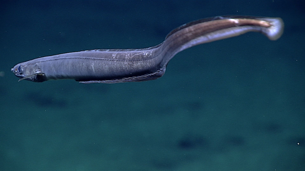 Eel - family Synobranchidae, Histiorbranchus sp
