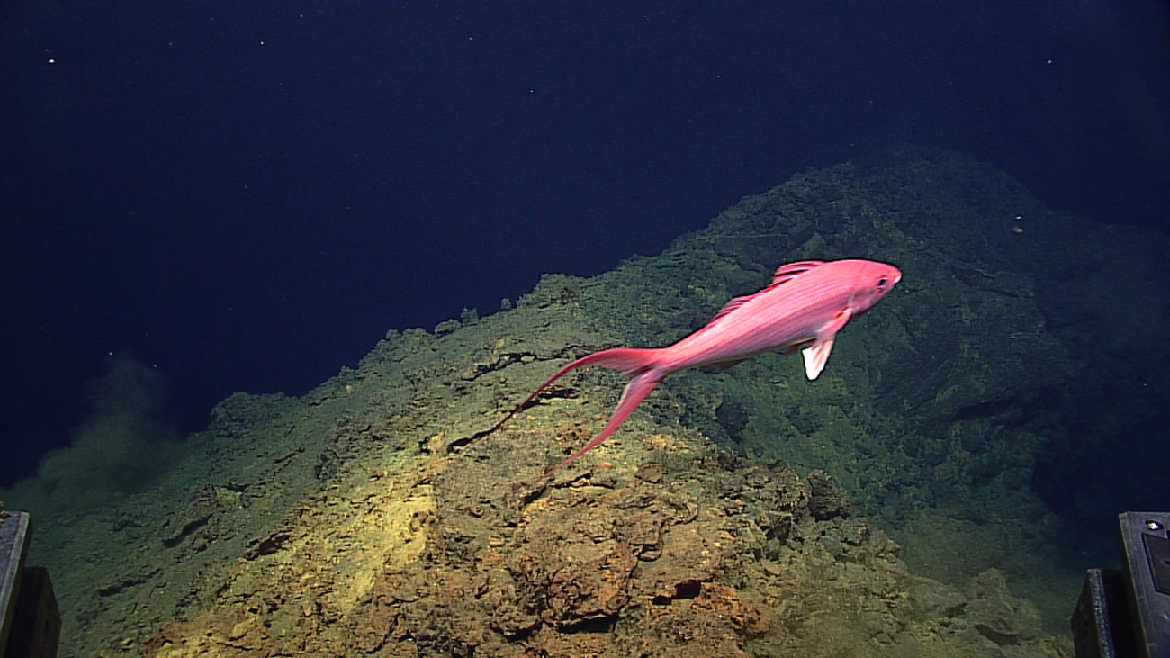 A long-tail red snapper - Etelis coruscans