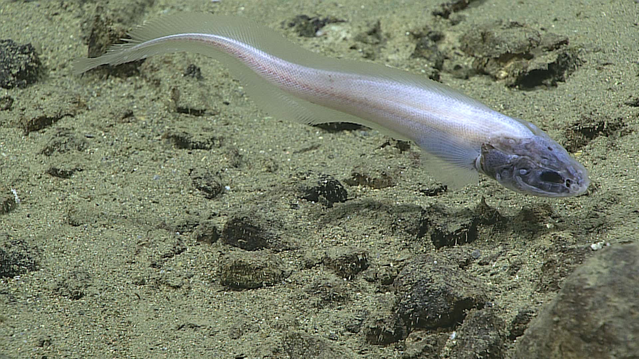 Cusk eel - family Ophidiidae, Leucicorus sp