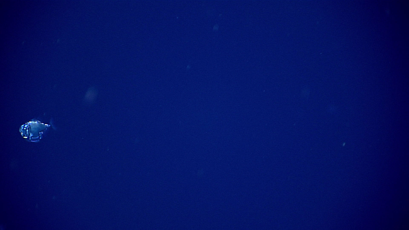 Hatchetfish seen in the water column